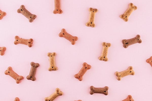 7 Signs Your Cat May Need a Veterinary Check-Up