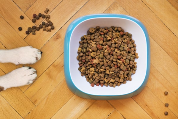 The Importance of Regular Exercise for Indoor Pets